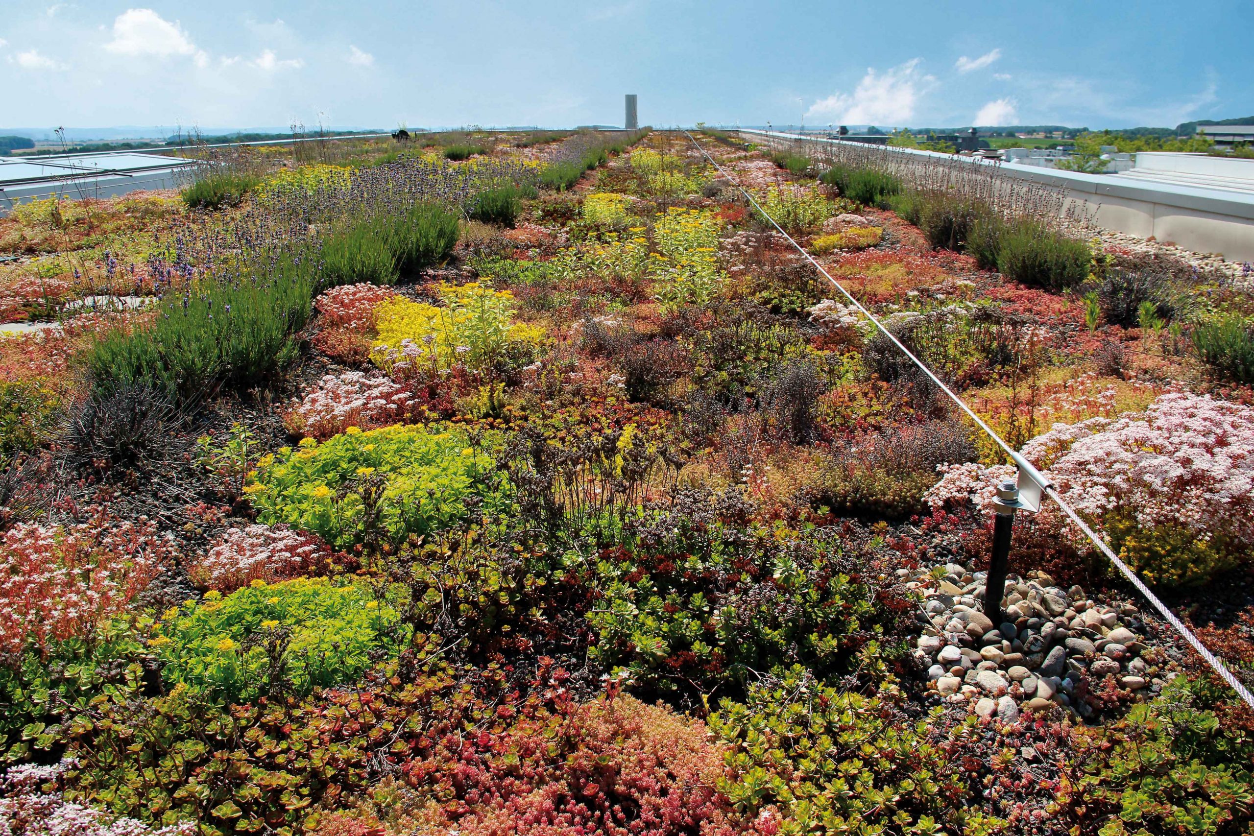 Systemerde Steinrosenflur